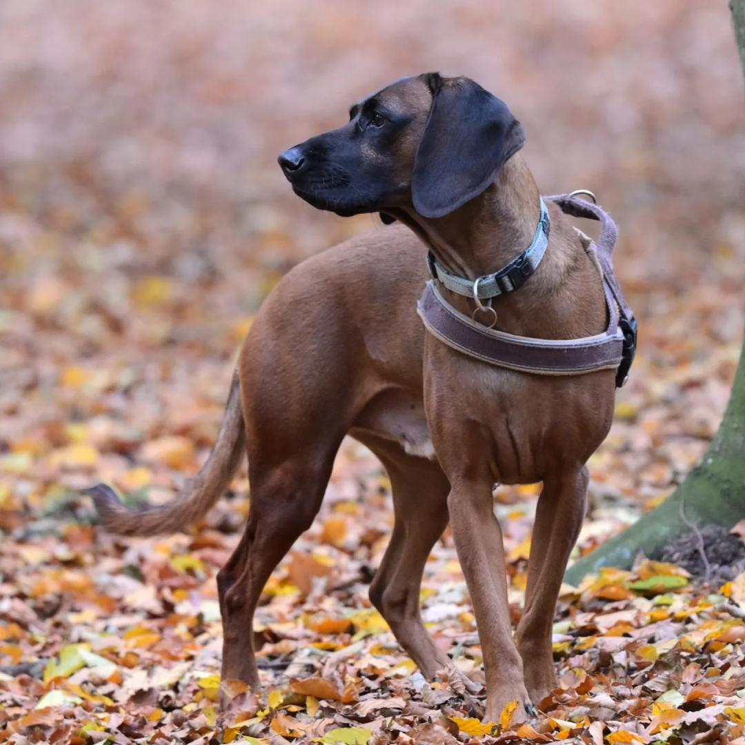 Hanoverian Scenthound