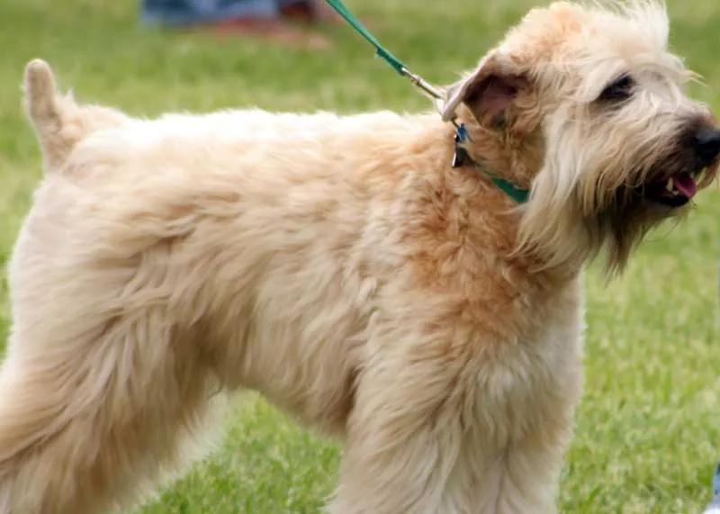 Soft Coated Wheaten Terrier