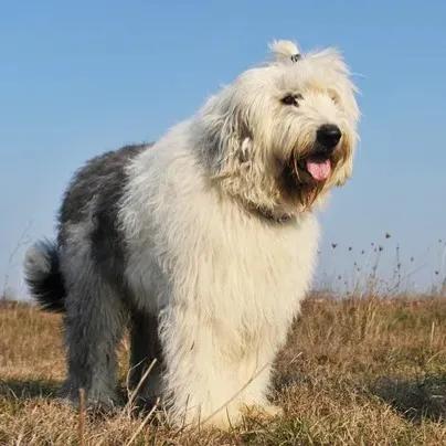 Old English Sheepdog