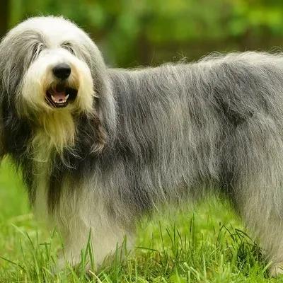 Old English Sheepdog