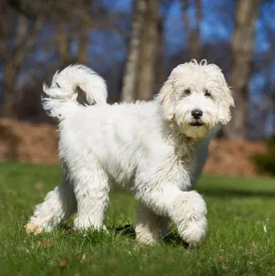 Labradoodle