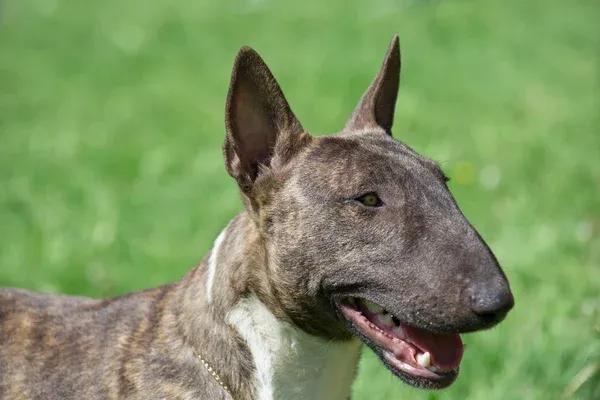 Brindle and White Bull Terrier