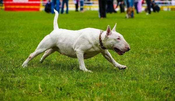 White Bull Terrier