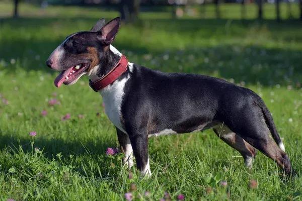 Black and White Bull Terrier