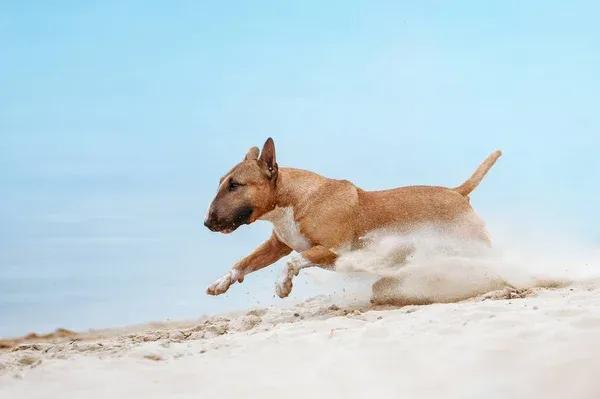 Red and White Bull Terrier