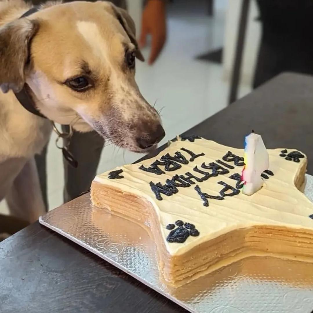 The Doggy Bakery