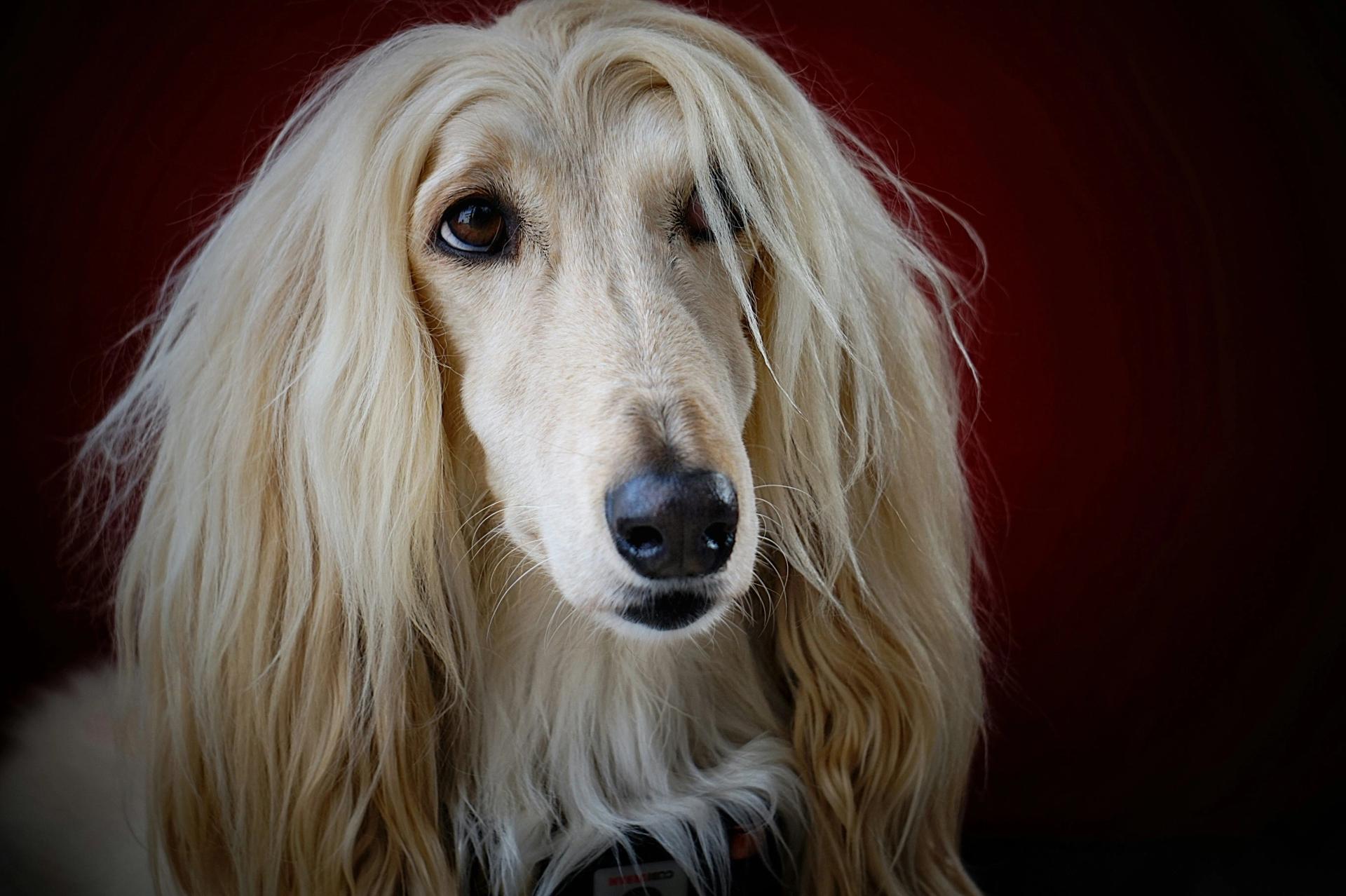 The Regal Afghan Hound : A Guide to this Majestic Sighthound