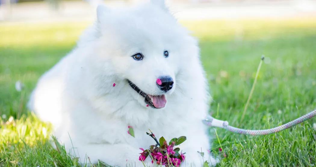 Discover the Joyful Samoyed: A Guide to this Friendly Arctic Breed