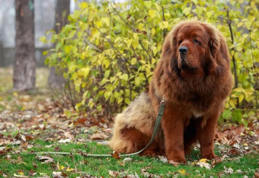 Are We Pushing Tibetan Mastiffs to Extinction?