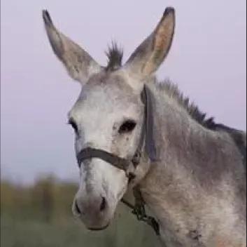 Donkeys_img