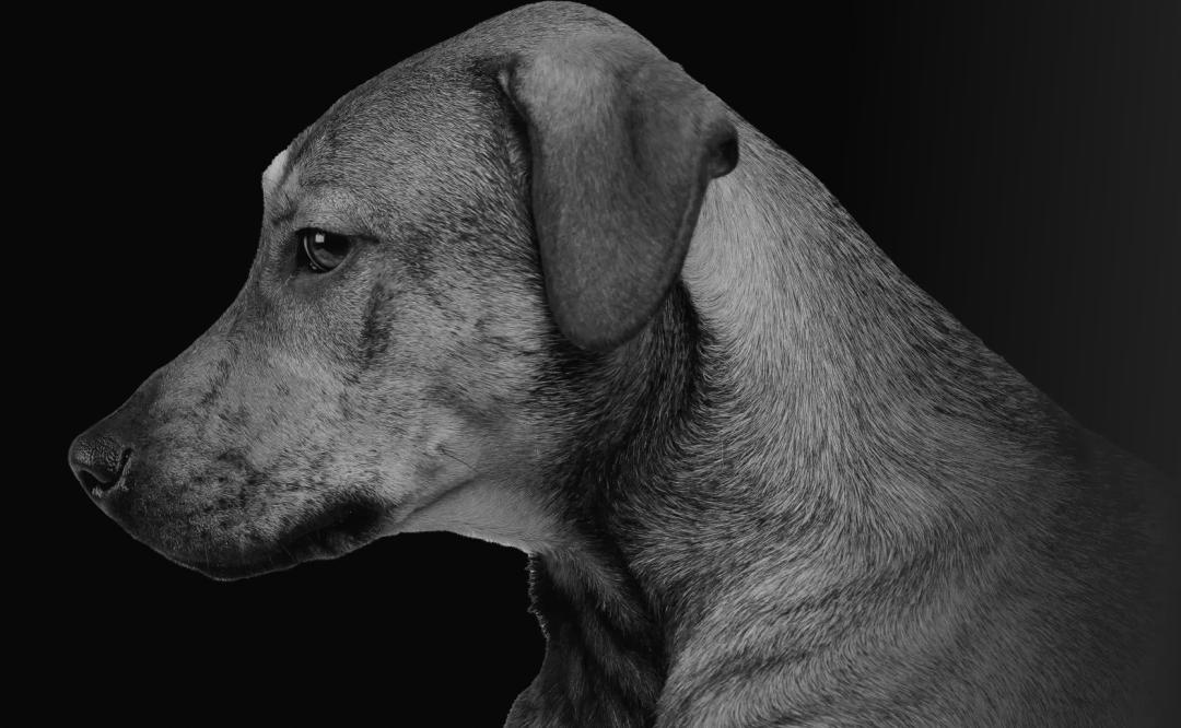 Dog-banner