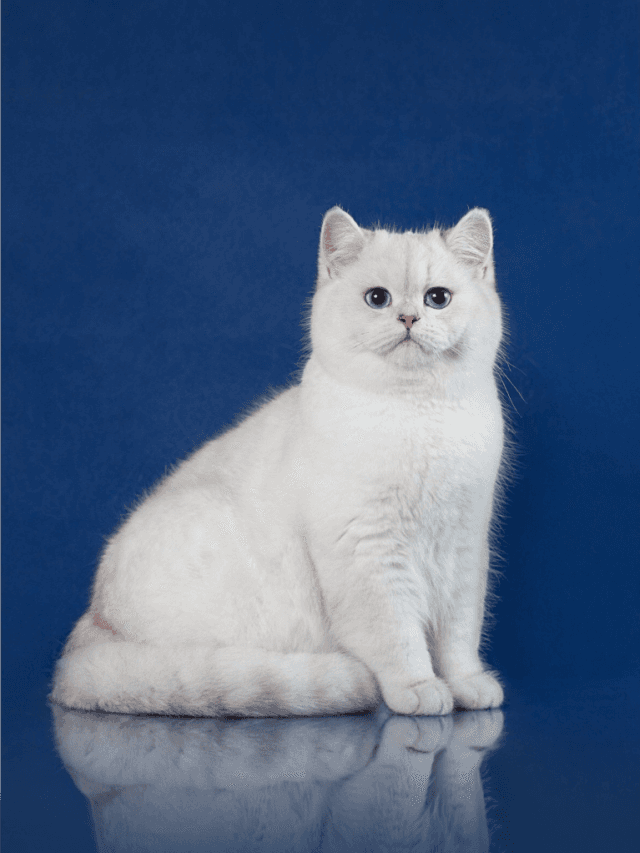 Top 10 Cute Cat Breeds in India