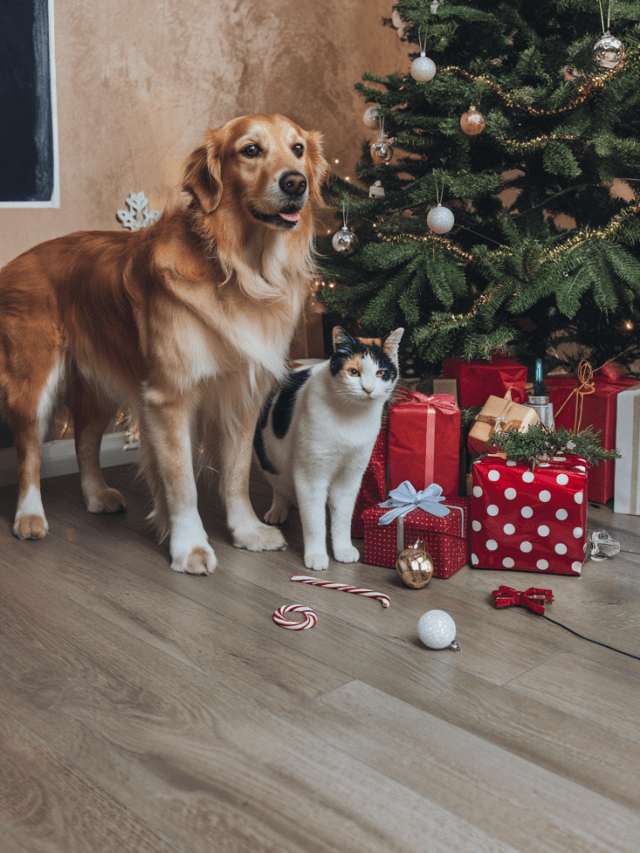 Top Christmas Gifts for Your Furry Friends