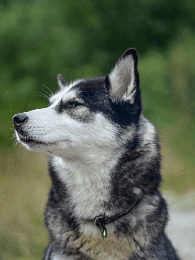 Top 10 Dog Breeds that love Cold Weather