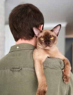 Pet friend 11